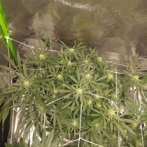 Green Cush growlog timeline photo