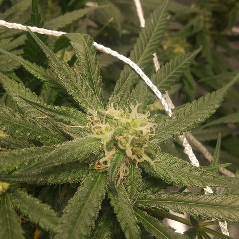 Green Cush growlog timeline photo