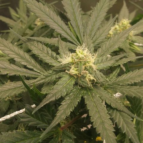 Green Cush growlog timeline photo