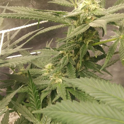 Green Cush growlog timeline photo
