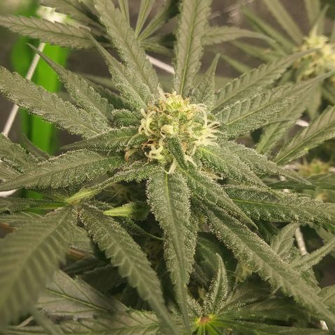 Green Cush growlog timeline photo