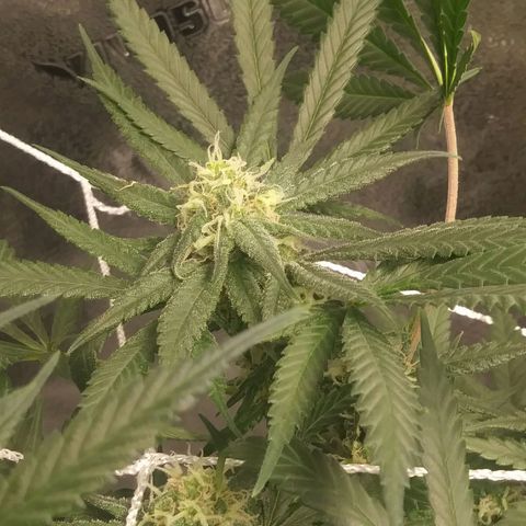 Green Cush growlog timeline photo