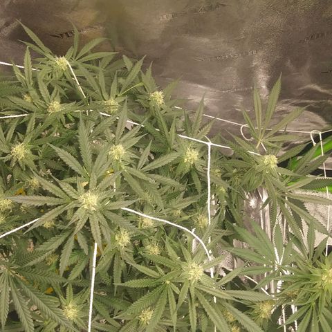 Green Cush growlog timeline photo