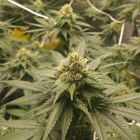 Pineapple Express growlog timeline photo