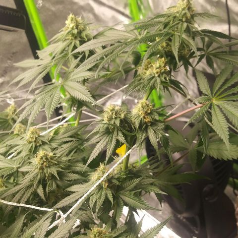 Pineapple Express growlog timeline photo