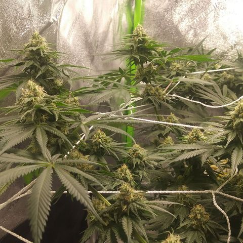 Pineapple Express growlog timeline photo