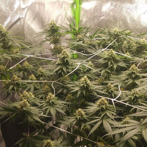 Pineapple Express growlog timeline photo