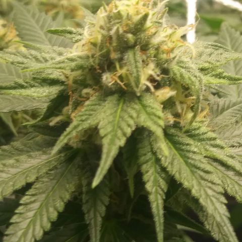 Pineapple Express growlog timeline photo