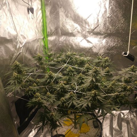 Pineapple Express growlog timeline photo