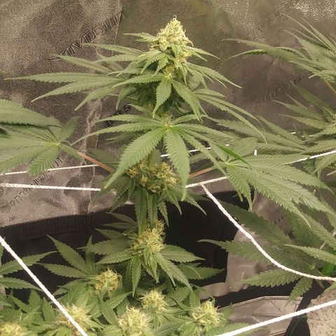Pineapple Express growlog timeline photo