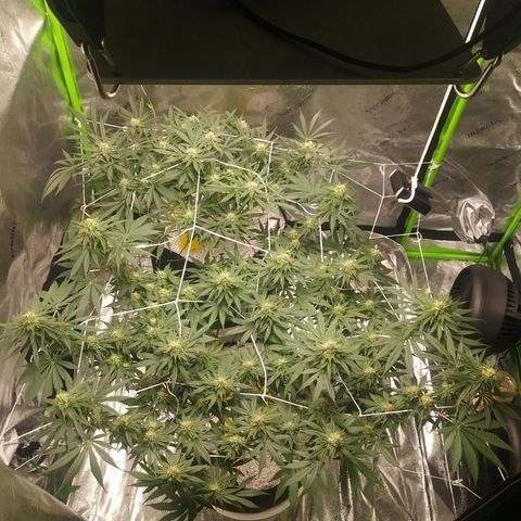 Pineapple Express growlog timeline photo