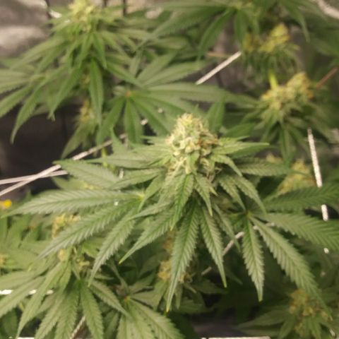 Pineapple Express growlog timeline photo