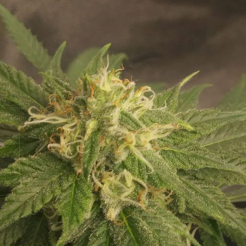 Pineapple Express growlog timeline photo
