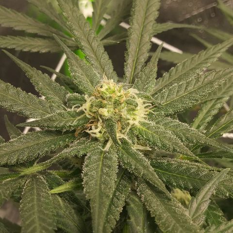 Green Cush growlog timeline photo