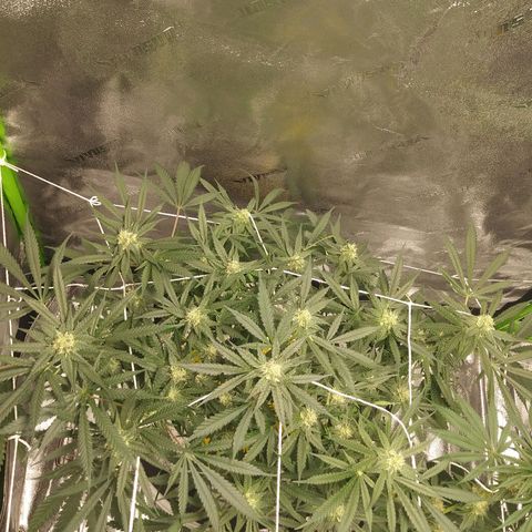 Green Cush growlog timeline photo
