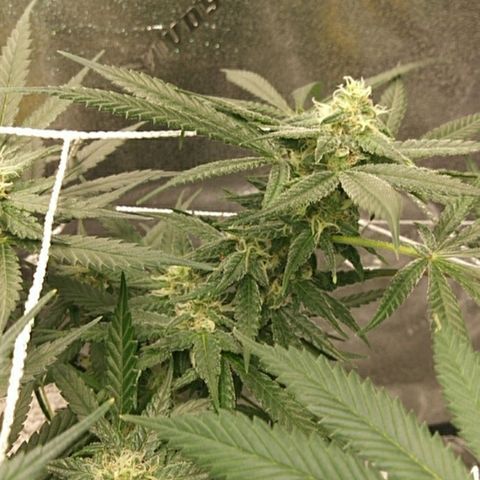 Green Cush growlog timeline photo