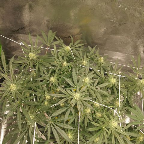 Green Cush growlog timeline photo