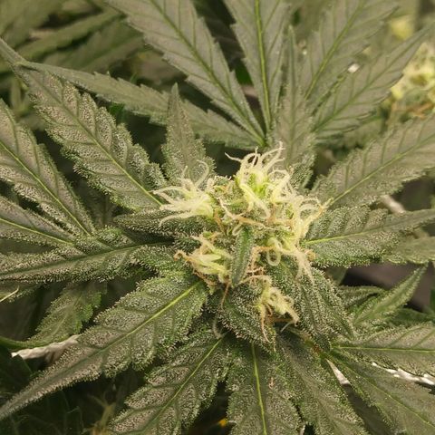Green Cush growlog timeline photo