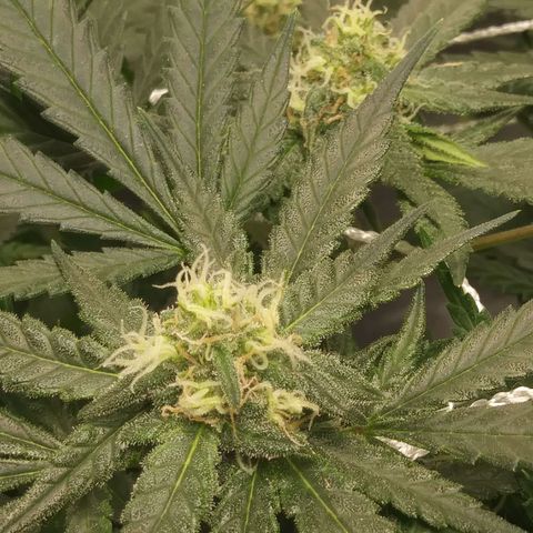 Green Cush growlog timeline photo