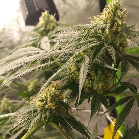 Pineapple Express growlog timeline photo
