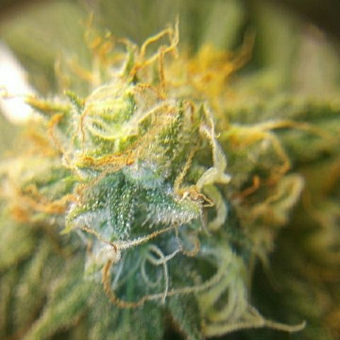 Pineapple Express growlog timeline photo