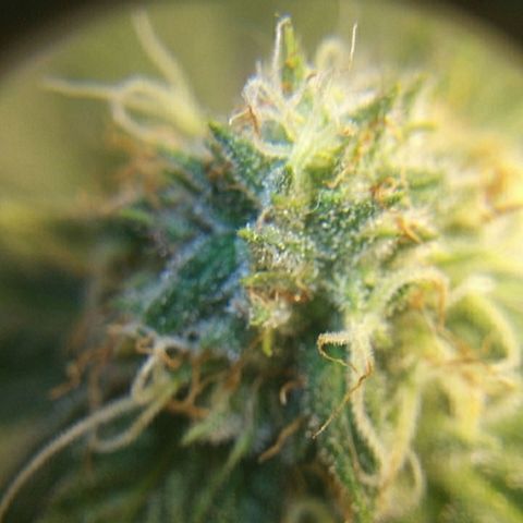 Pineapple Express growlog timeline photo