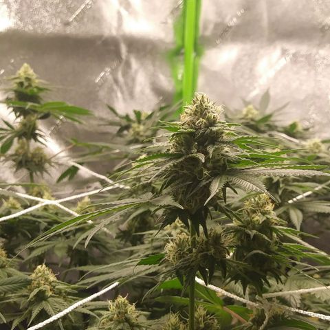 Pineapple Express growlog timeline photo