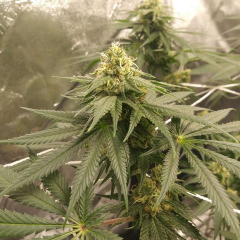Pineapple Express growlog timeline photo