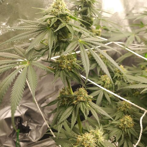 Pineapple Express growlog timeline photo