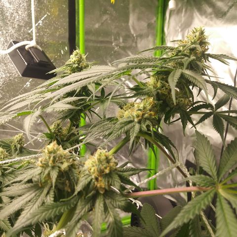 Pineapple Express growlog timeline photo