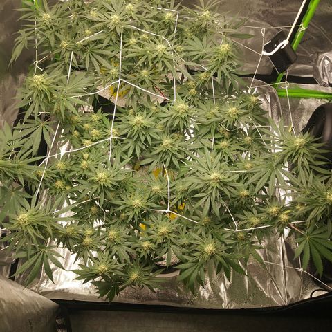 Pineapple Express growlog timeline photo