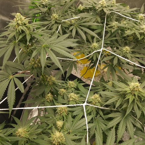 Pineapple Express growlog timeline photo