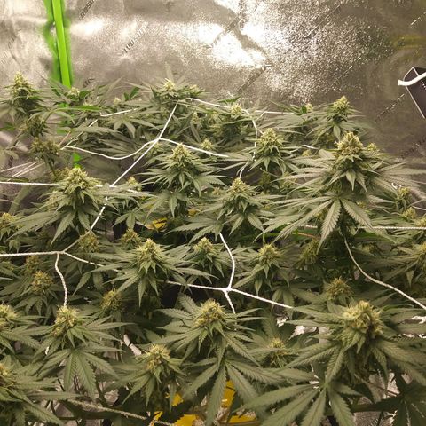 Pineapple Express growlog timeline photo