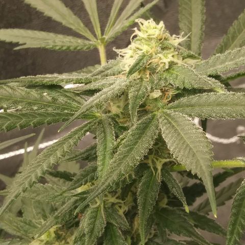 Green Cush growlog timeline photo