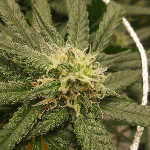 Green Cush growlog timeline photo