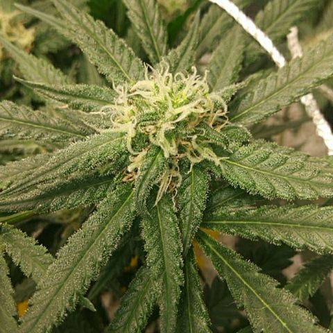 Green Cush growlog timeline photo