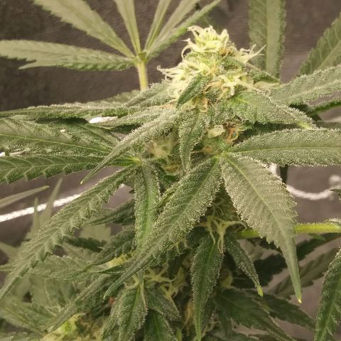Green Cush growlog timeline photo