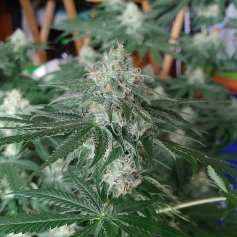 Pineapple Express growlog timeline photo