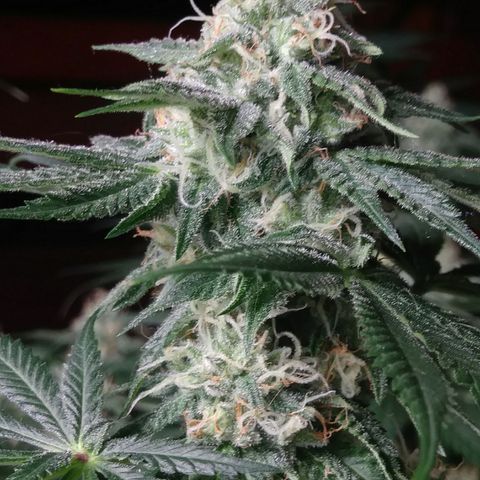 Pineapple Express growlog timeline photo
