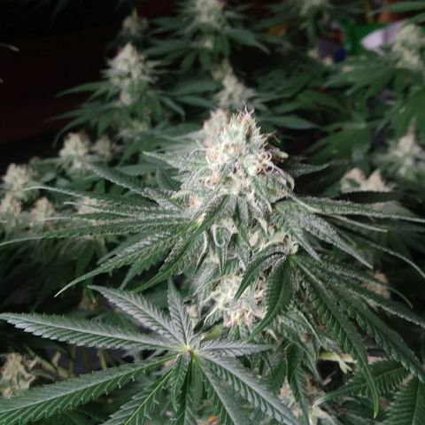 Pineapple Express growlog timeline photo