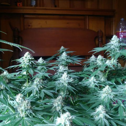Pineapple Express growlog timeline photo