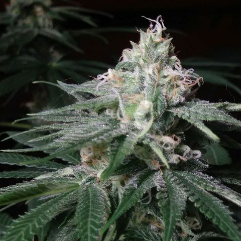 Pineapple Express growlog timeline photo