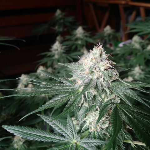 Pineapple Express growlog timeline photo