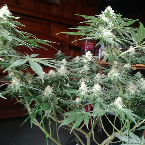 Pineapple Express growlog timeline photo