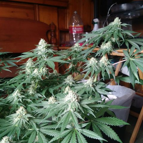 Pineapple Express growlog timeline photo