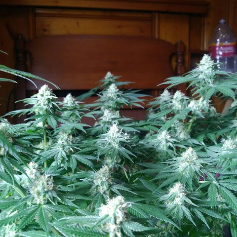 Pineapple Express growlog timeline photo