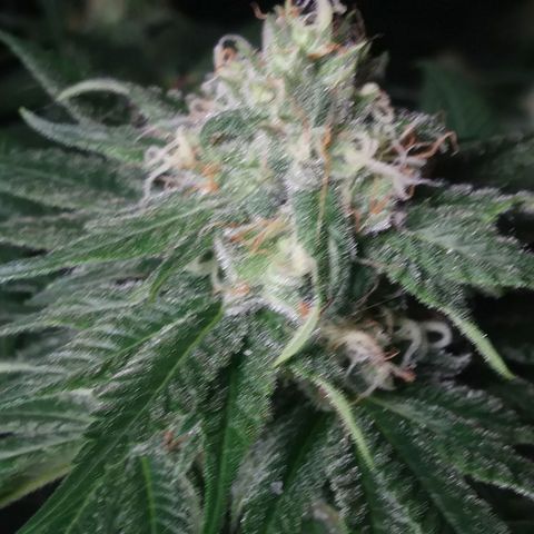 Pineapple Express growlog timeline photo