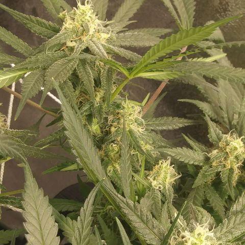 Green Cush growlog timeline photo
