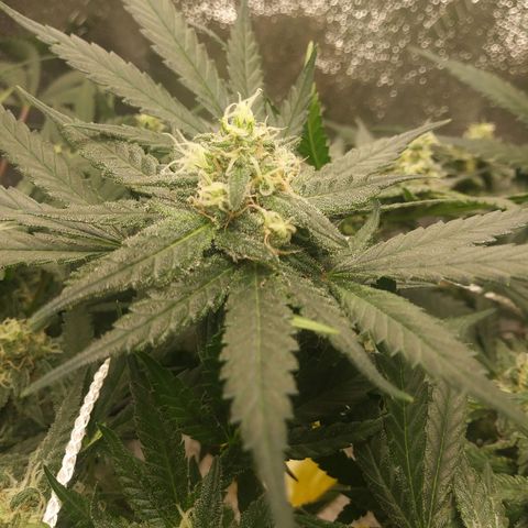 Green Cush growlog timeline photo