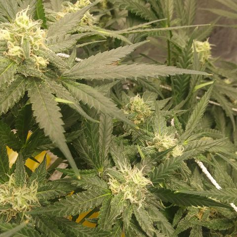 Green Cush growlog timeline photo